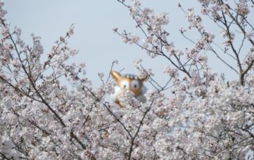 昨年4月上旬の桜きれい